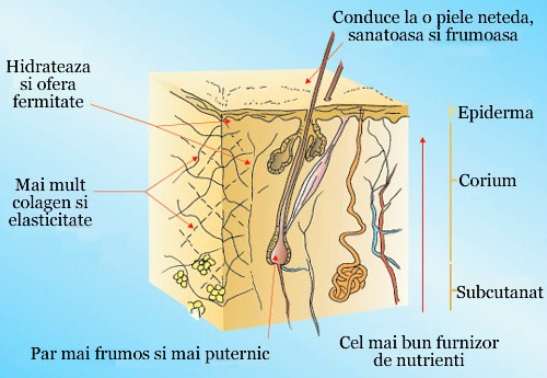 Beneficii Siliciu Organic